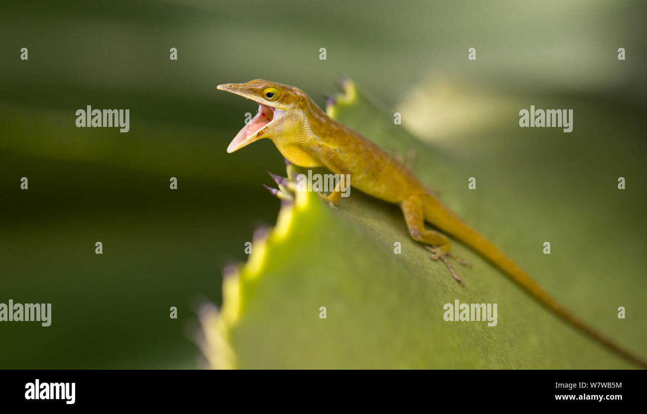 Little Cayman Green Anole (Anolis maynardi) anspruchsvolle ein Rivale männlich, Little Cayman, Cayman Inseln. Endemische Arten. Stockfoto