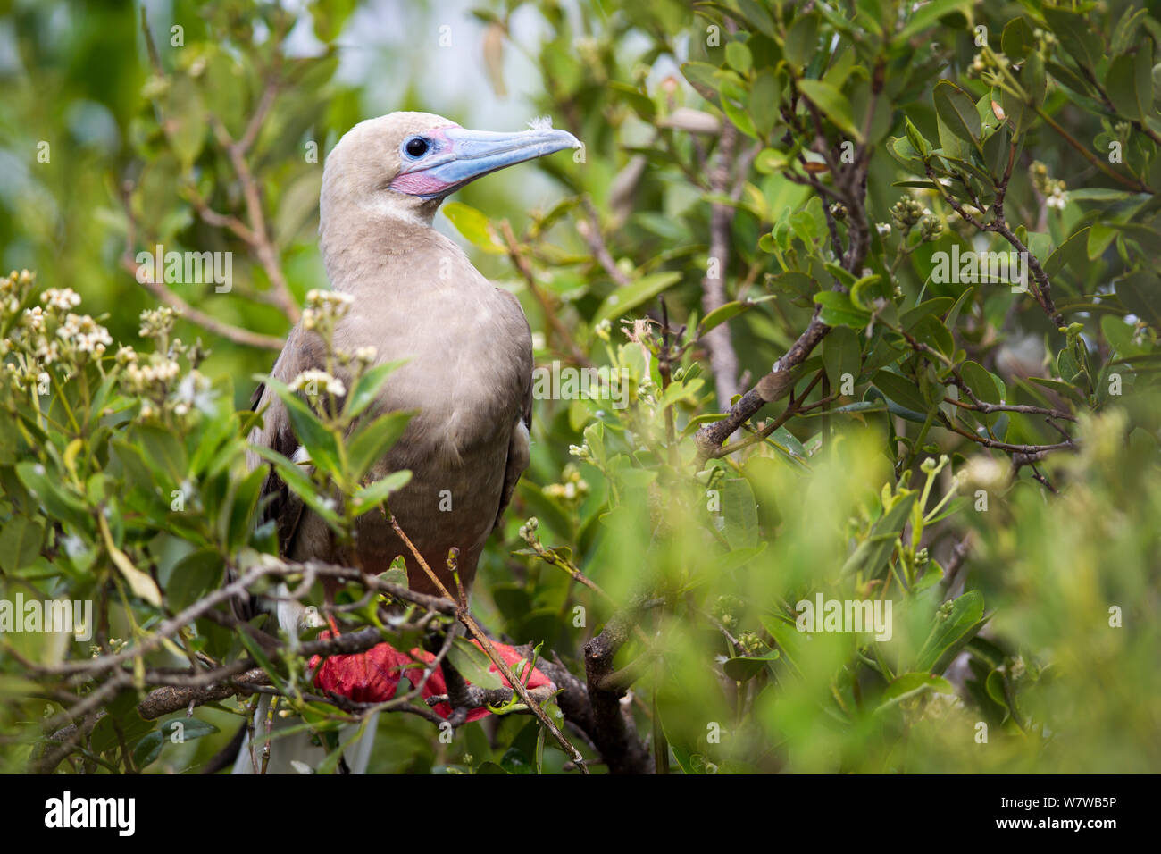 Redfooted booby (Sula Sula) Little Cayman, Cayman Inseln. Stockfoto