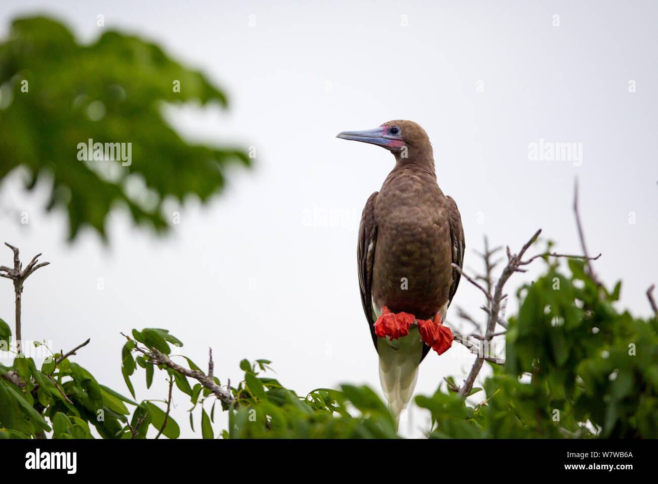 Red-footed Booby (Sula Sula) auf Zweig Little Cayman, Cayman-Inseln thront. Stockfoto
