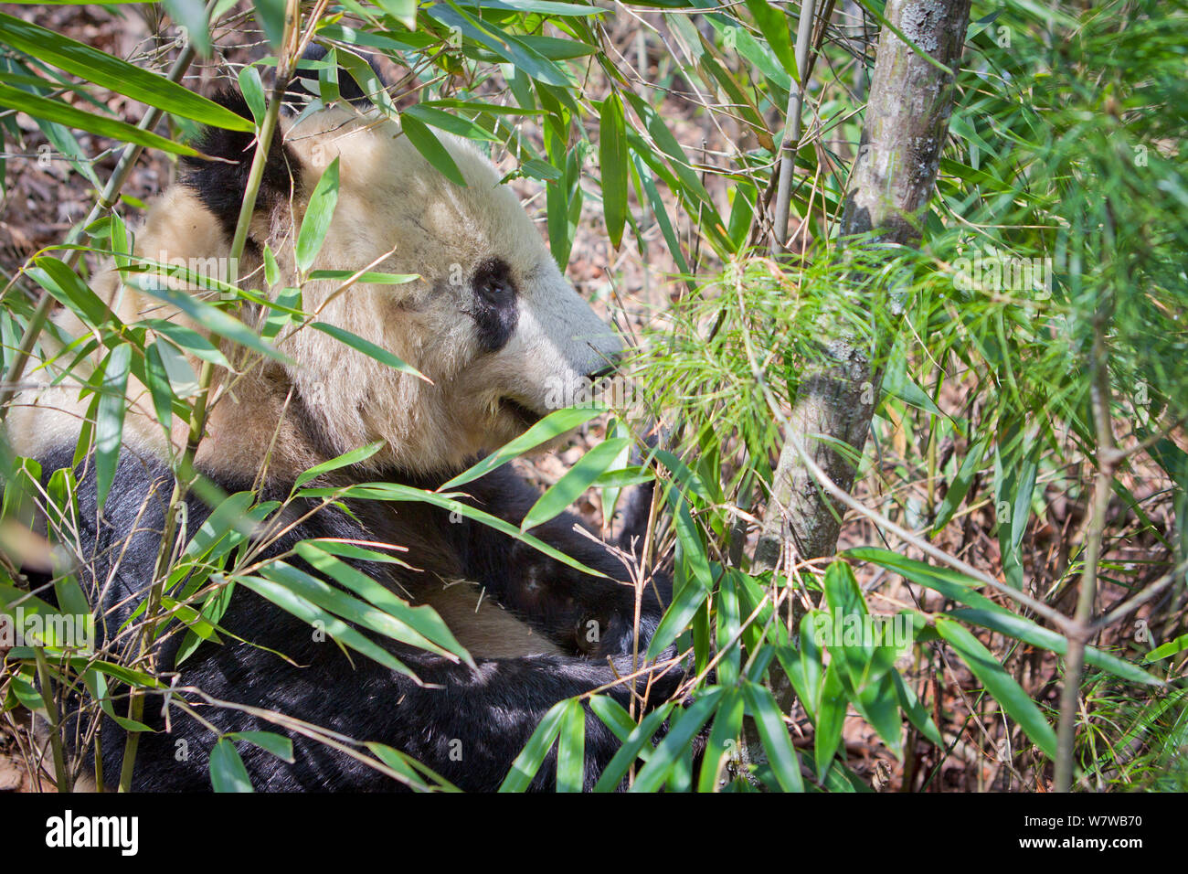 Panda (Ailuropoda lalage) unter Bambus, Qinling Mountains, China, April. Stockfoto