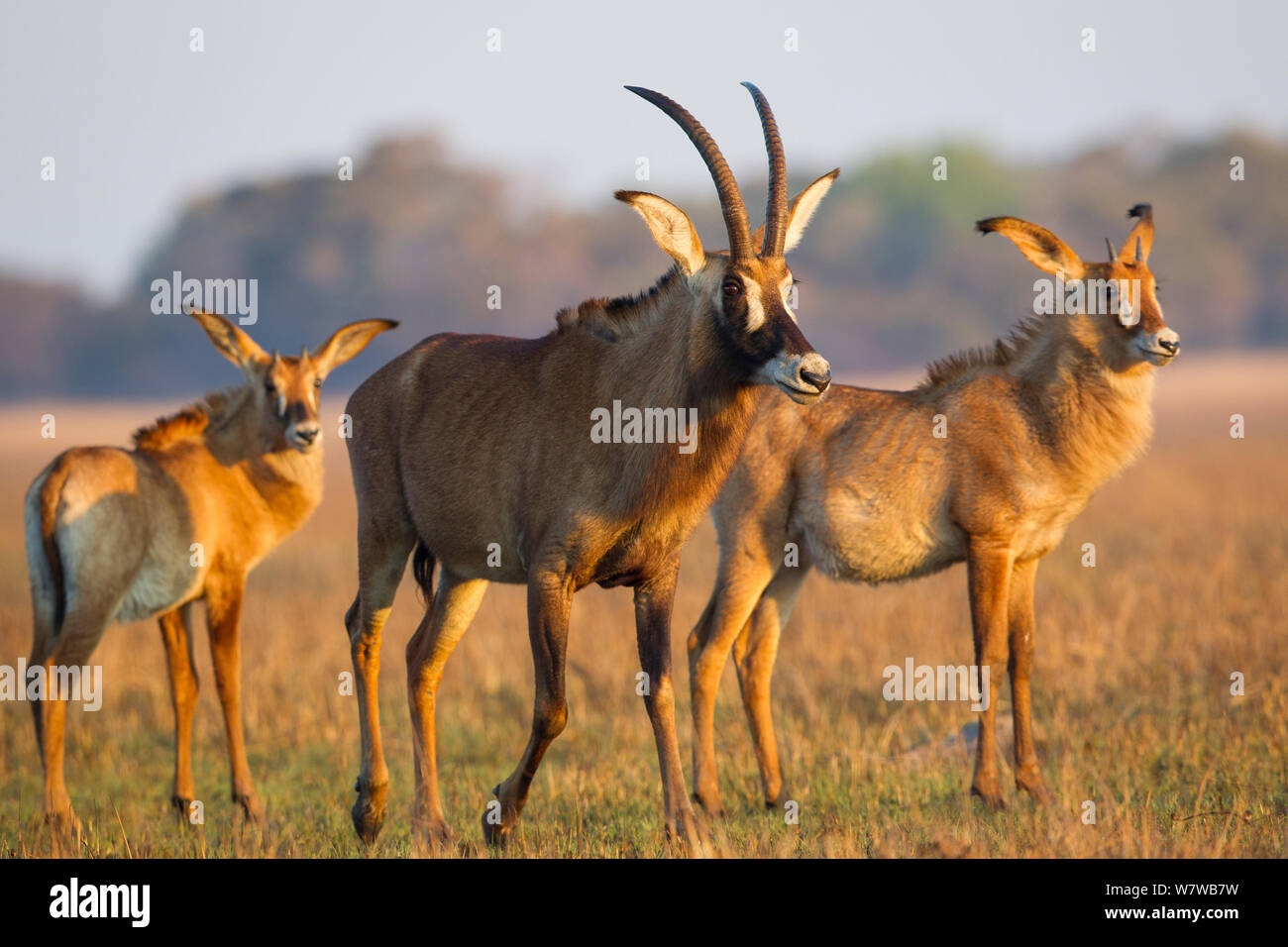 Pferdeantilope (Hippotragus Equinus) Herde, Busanga Plains, Kafue National Park, Sambia. Stockfoto