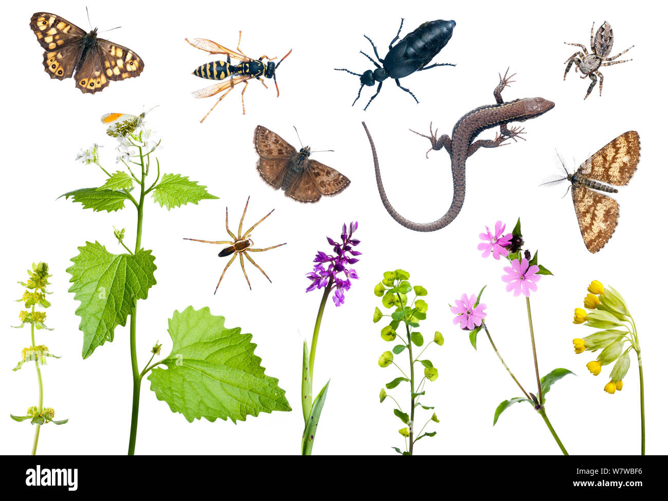 Verbund von vielen verschiedenen Arten von Pflanzen, Insekten, Spinnen und Wand Eidechse (Podarcis muralis) von Preporche, Burgund, Frankreich, April. meetyourneighbors.net Projekt Stockfoto