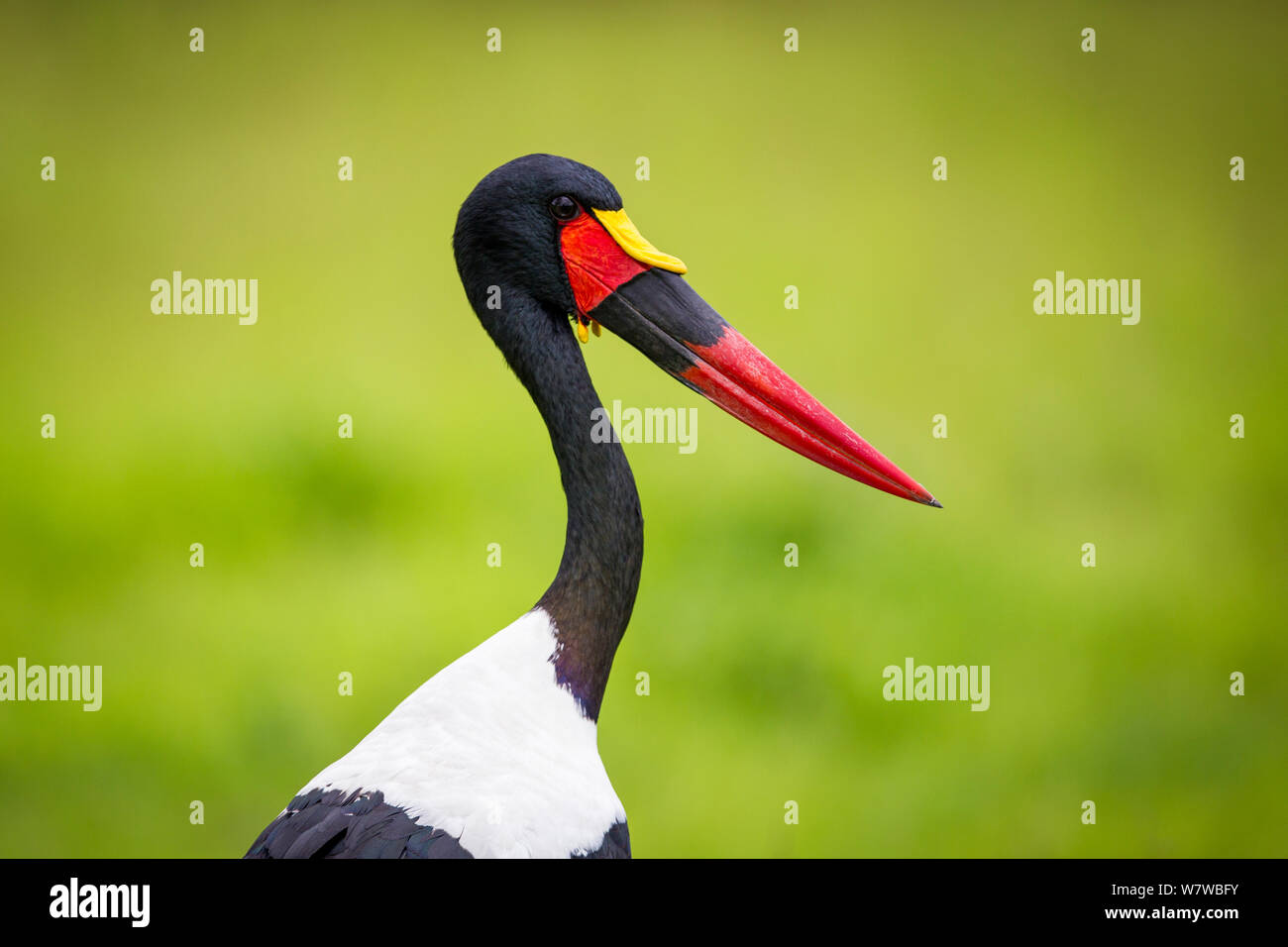 Sattel-billed Stork (Ephippiorhynchus senegalensis) Profil, South Luangwa National Park, Sambia. Januar. Stockfoto