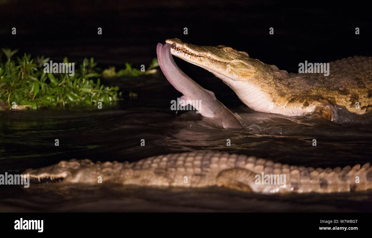 Nil Krokodil mit Fisch Beute in der Nacht, South Luangwa National Park, Sambia. Februar. Stockfoto