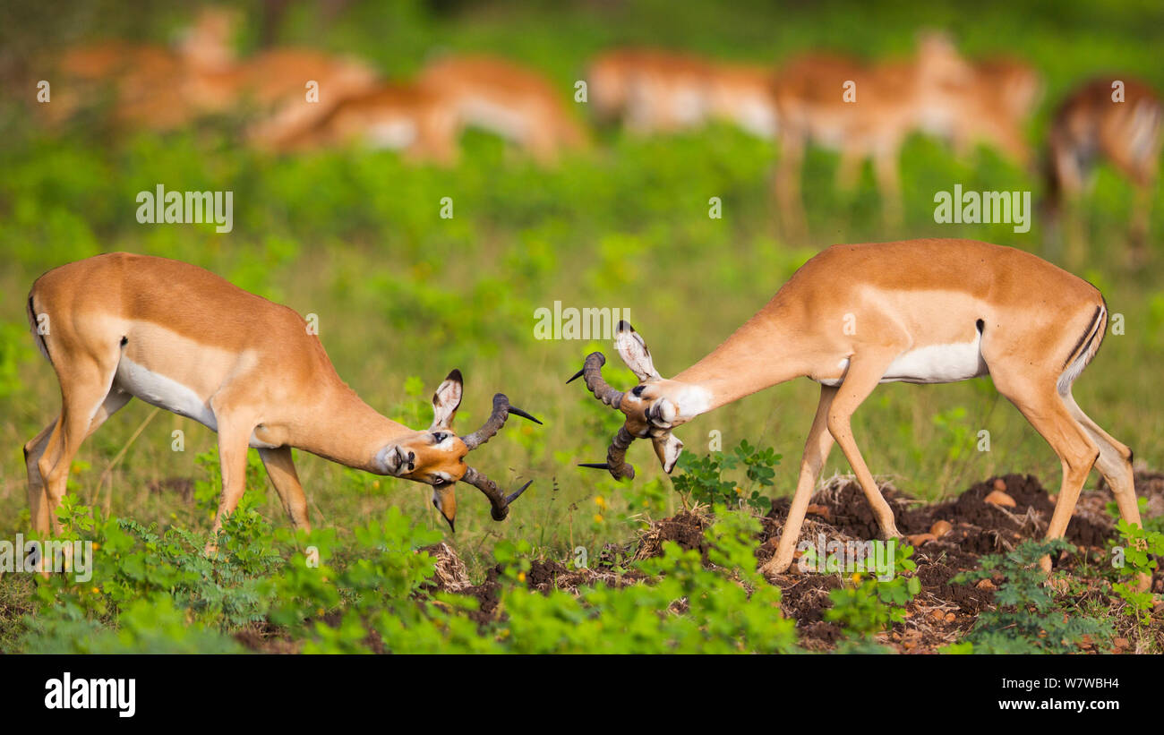 Zwei männliche Impala (Aepyceros melampus) kämpfen, South Luangwa National Park, Sambia. März. Stockfoto