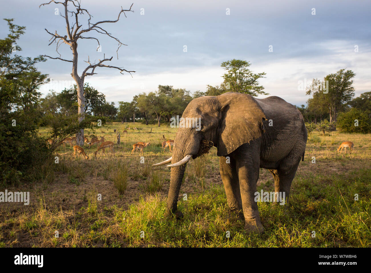 Afrikanische Elefanten (Loxodonta africana) Ernährung im Abendlicht und Impala (Aepyceros melampus) im Hintergrund, South Luangwa National Park, Sambia. April. Stockfoto