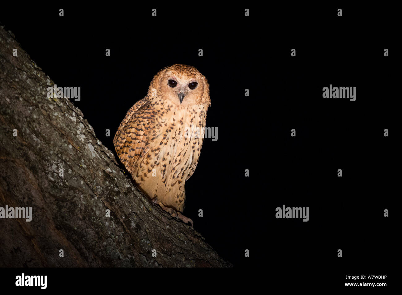 Pel&#39;s Angeln Owl (Scotopelia Peli) Nachts thront, South Luangwa National Park, Sambia. Mai. Stockfoto