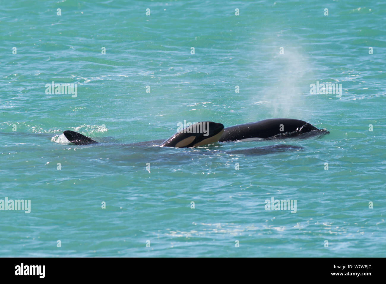 Orca (Orcinus orca) baby Alter 10 Tage, Schwimmen mit seiner Mutter. Punta Norte Naturpark, Halbinsel Valdes, Provinz Chubut, Patagonien Argentinien Stockfoto