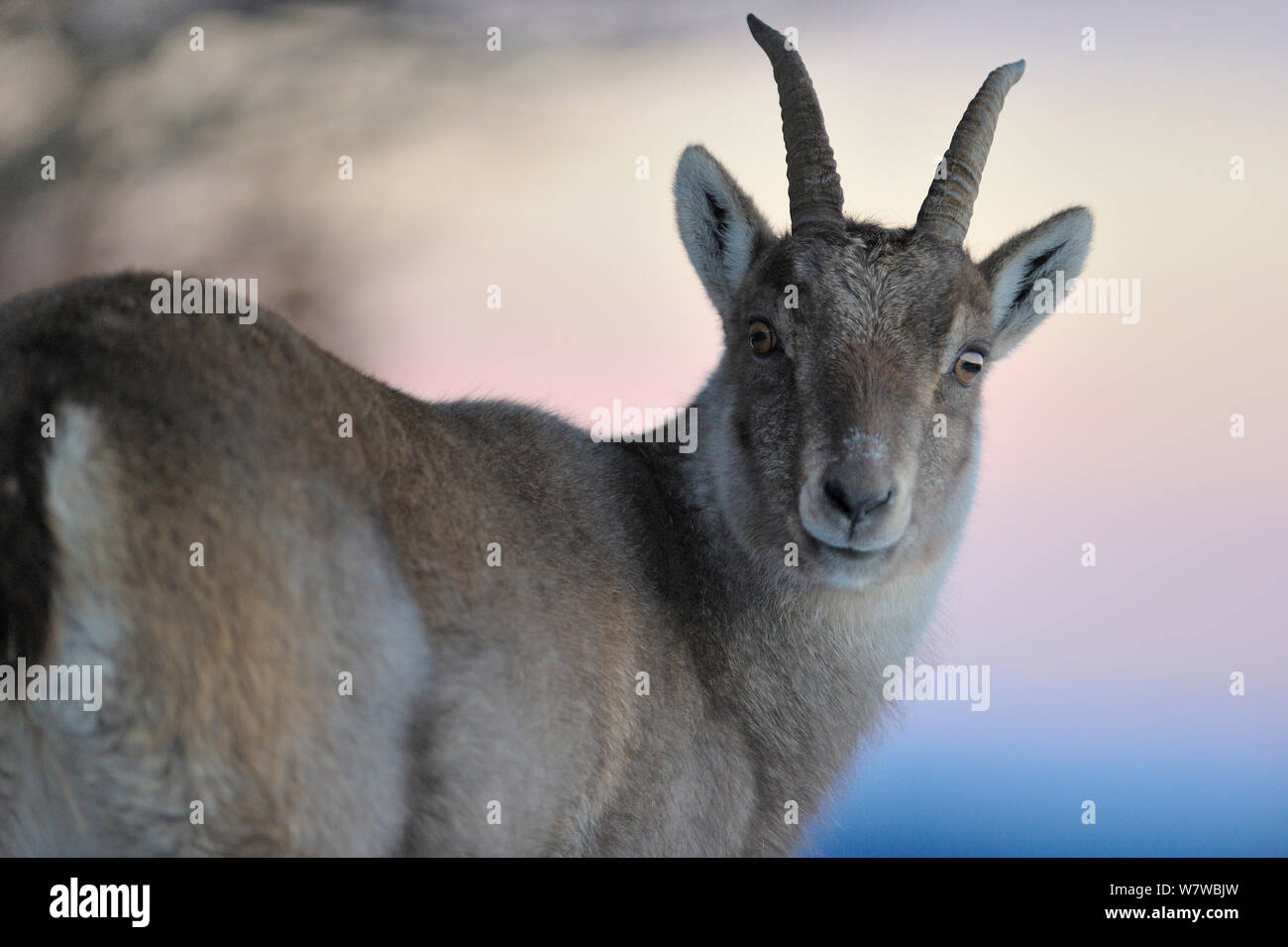 Weibliche Ibex (Capra ibex) Porträt, Creux du Van Naturpark, Val de Travers, Schweiz, Dezember. Stockfoto