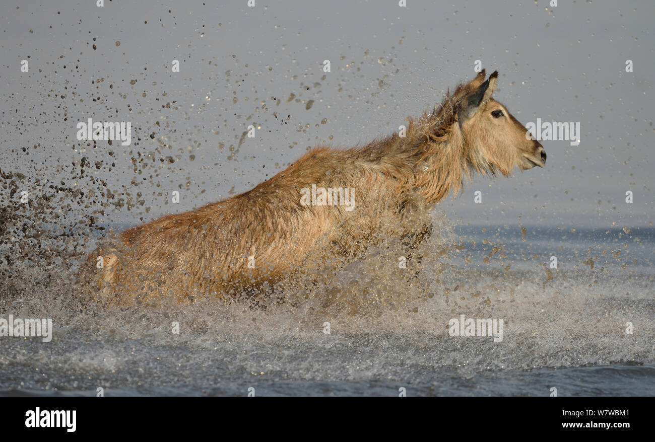 Wasserböcke (Kobus ellipsiprymnus), Wasser, Chobe River, Botswana, August. Stockfoto