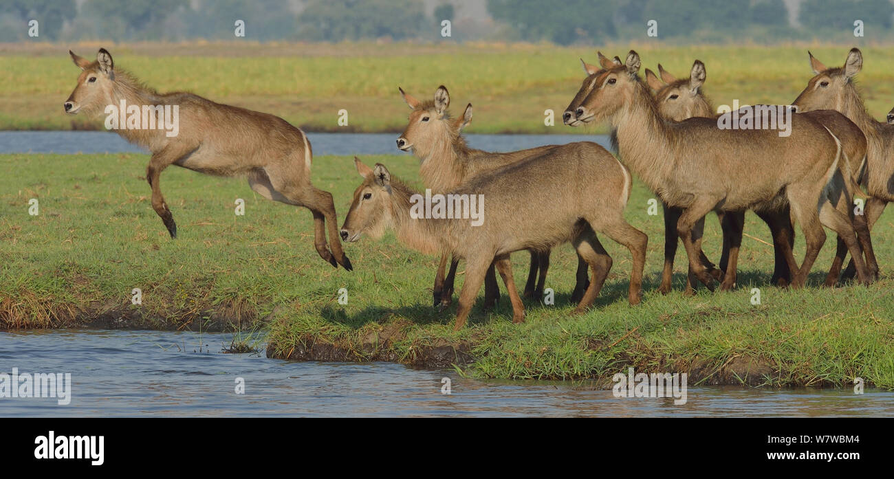 Wasserböcke (Kobus ellipsiprymnus), Wasser, eine springende, Chobe River, Botswana, November. Stockfoto