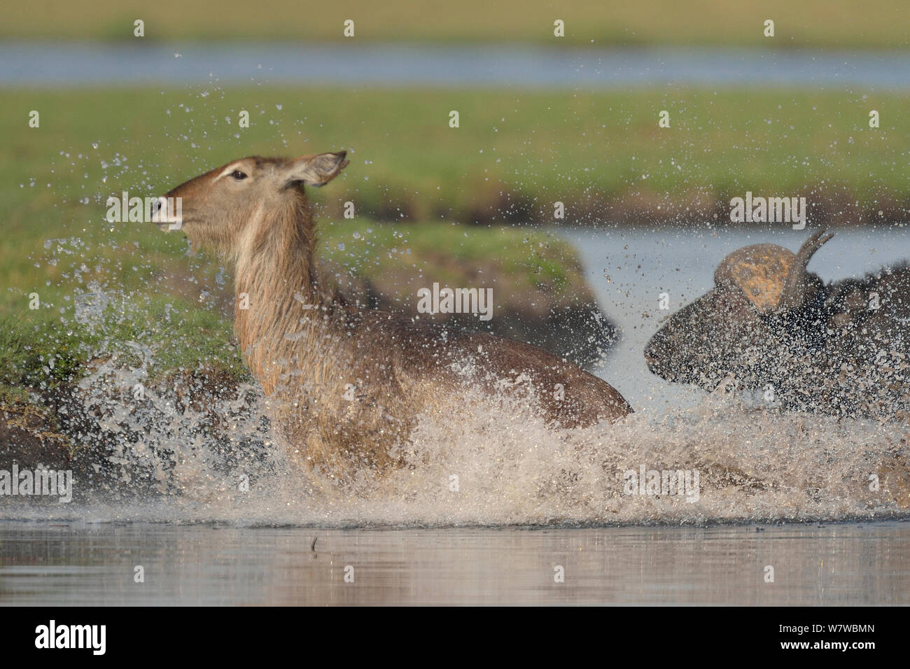Afrikanische/Kaffernbüffel (Syncerus Caffer) und Wasserböcke (Kobus ellipsiprymnus), Wasser, Chobe River, Botswana, November. Stockfoto