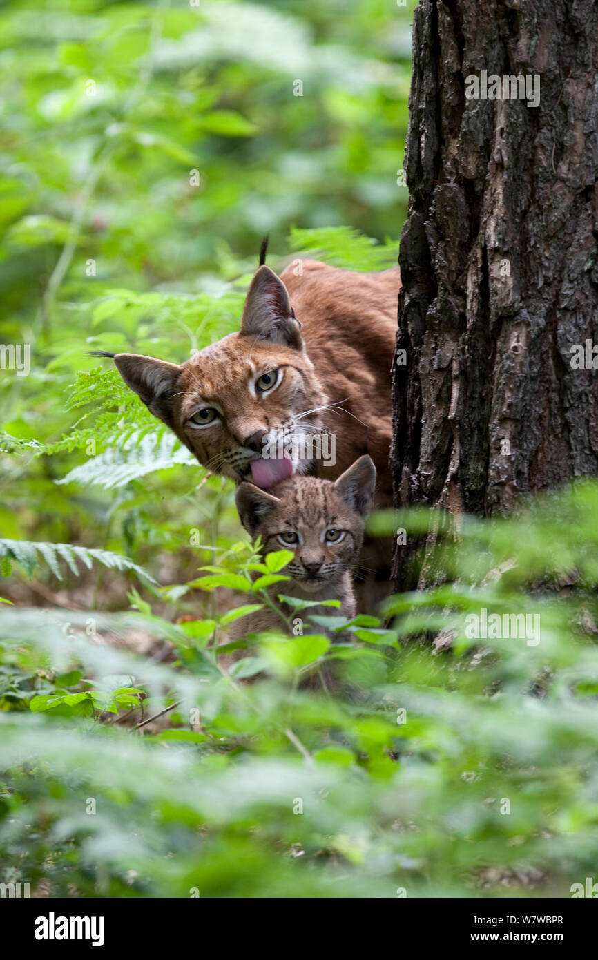Eurasischen Luchs (Lynx lynx) Mutter und cub Peering runden Baum, mit Mutter pflegen Cub, Schwarzwald, Baden-Württemberg, Deutschland. Juli. Gefangen. Stockfoto