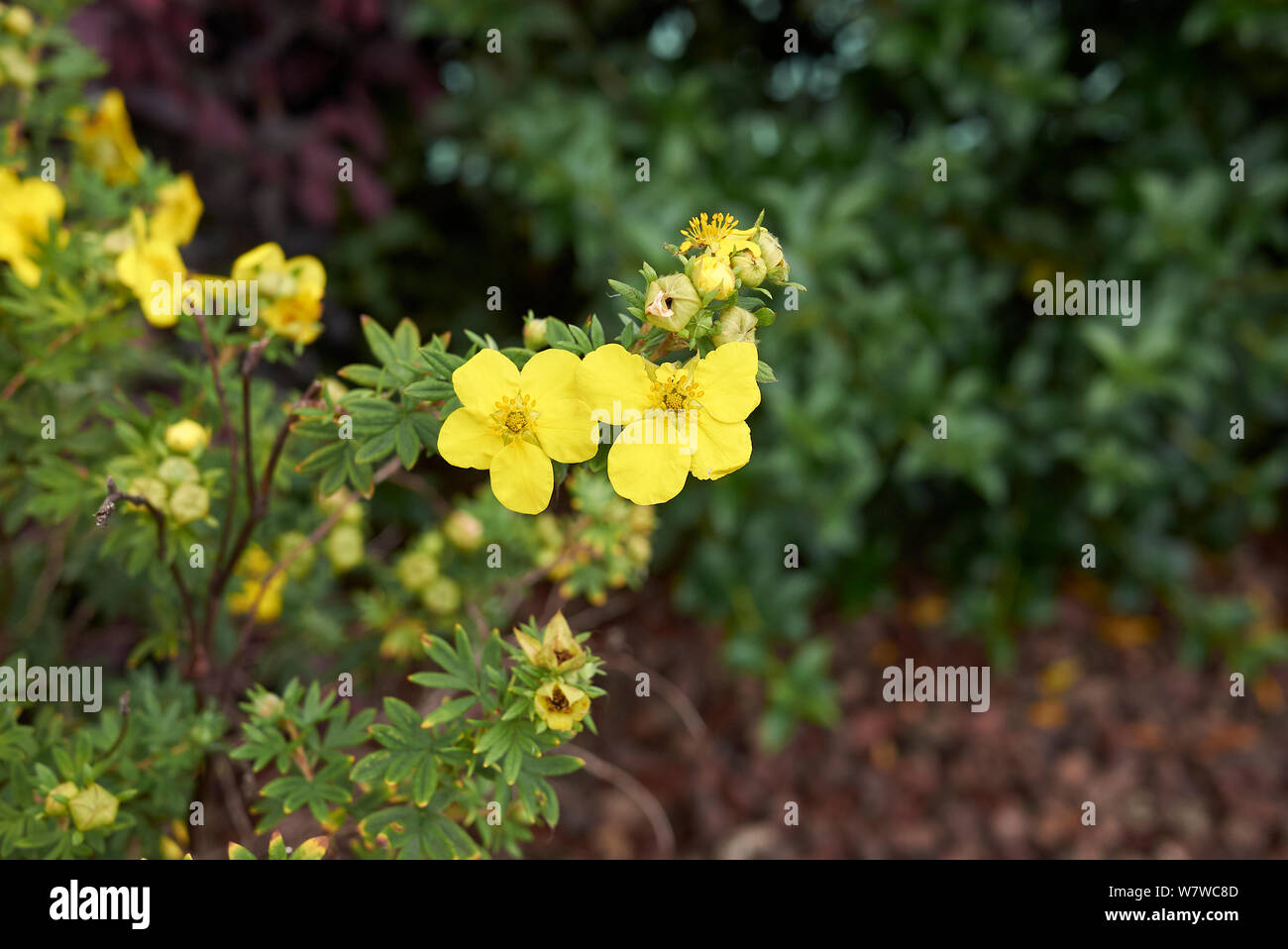 Potentilla fruticosa im garten Fotos und Bildmaterial in hoher
