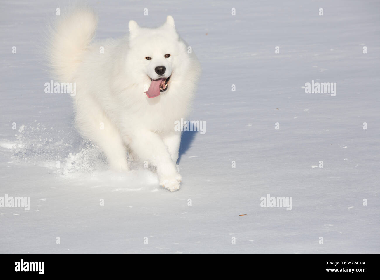 Samoyed Hund laufen im Schnee, Ledyard, Connecticut, USA. Stockfoto