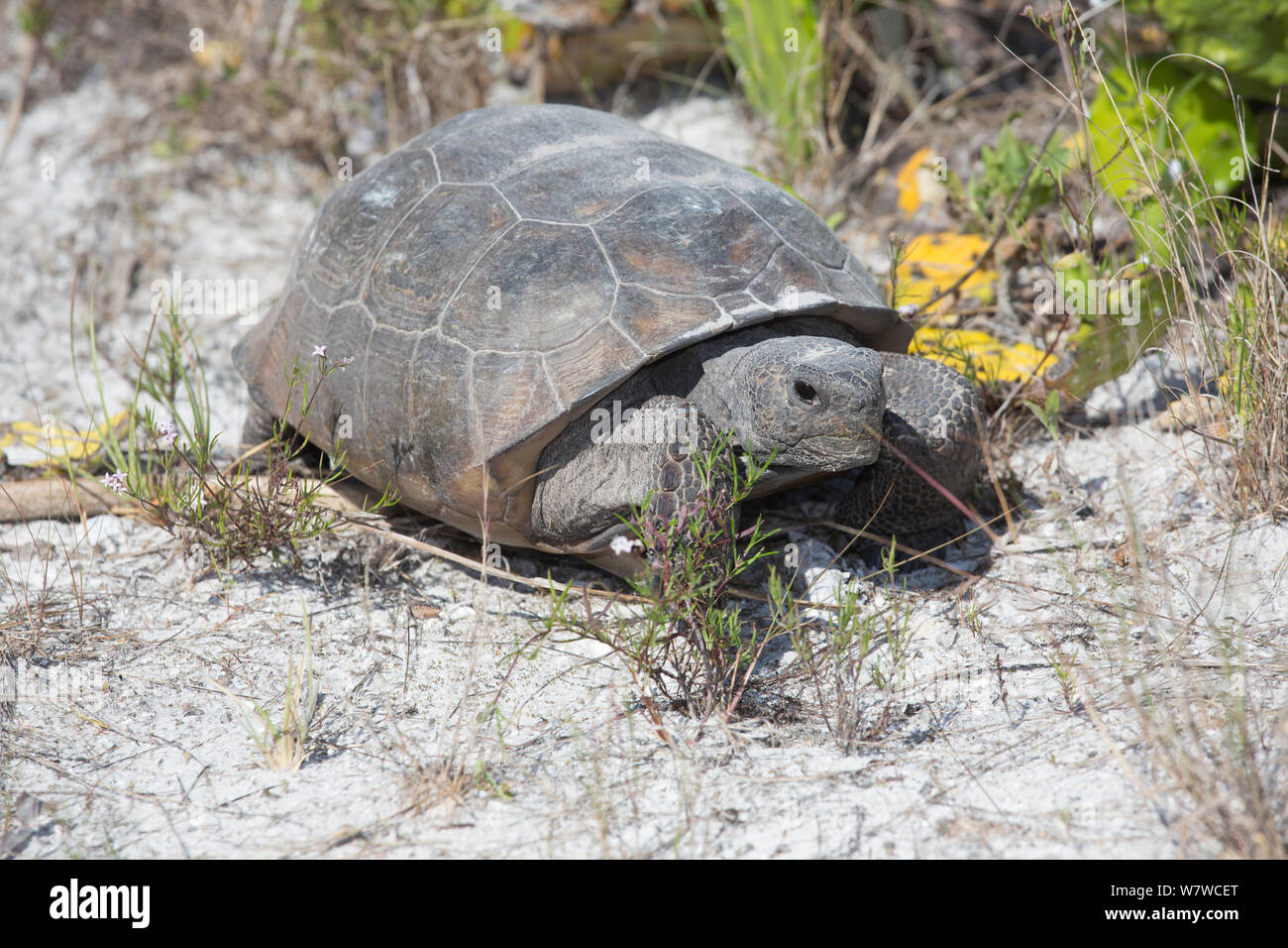 Gopher Tortoise (Gopherus Polyphemus) Beweidung, Honeymoon Island, Florida, USA, Mai. Nicht exklusiv. Stockfoto