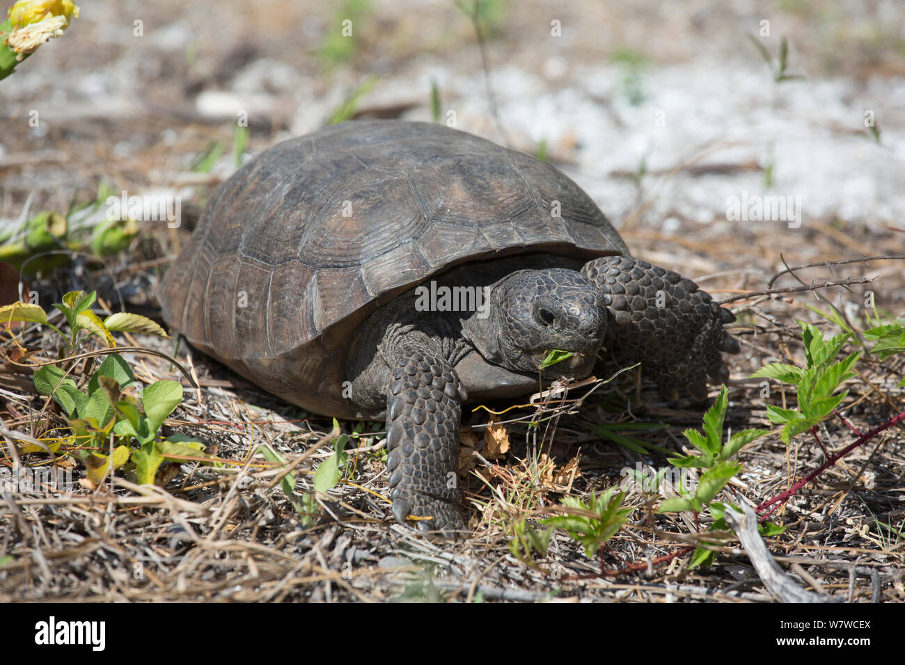 Gopher Tortoise (Gopherus Polyphemus) Futtersuche, Honeymoon Island, Florida, USA. Nicht-exklusiv. Stockfoto