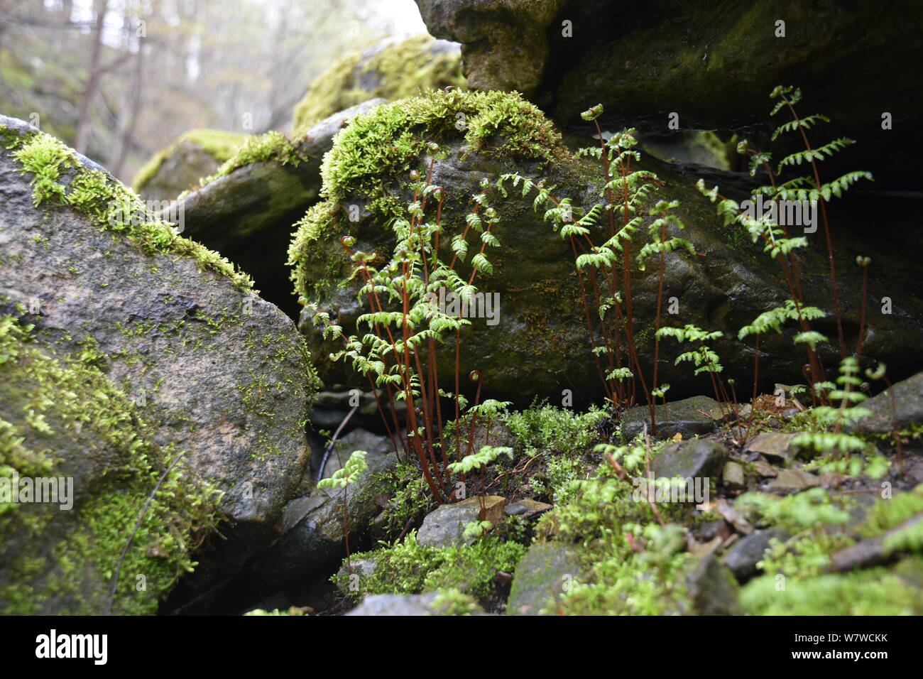 Farne beginnen an einem verregneten Frühling Morgen entstehen. Stockfoto