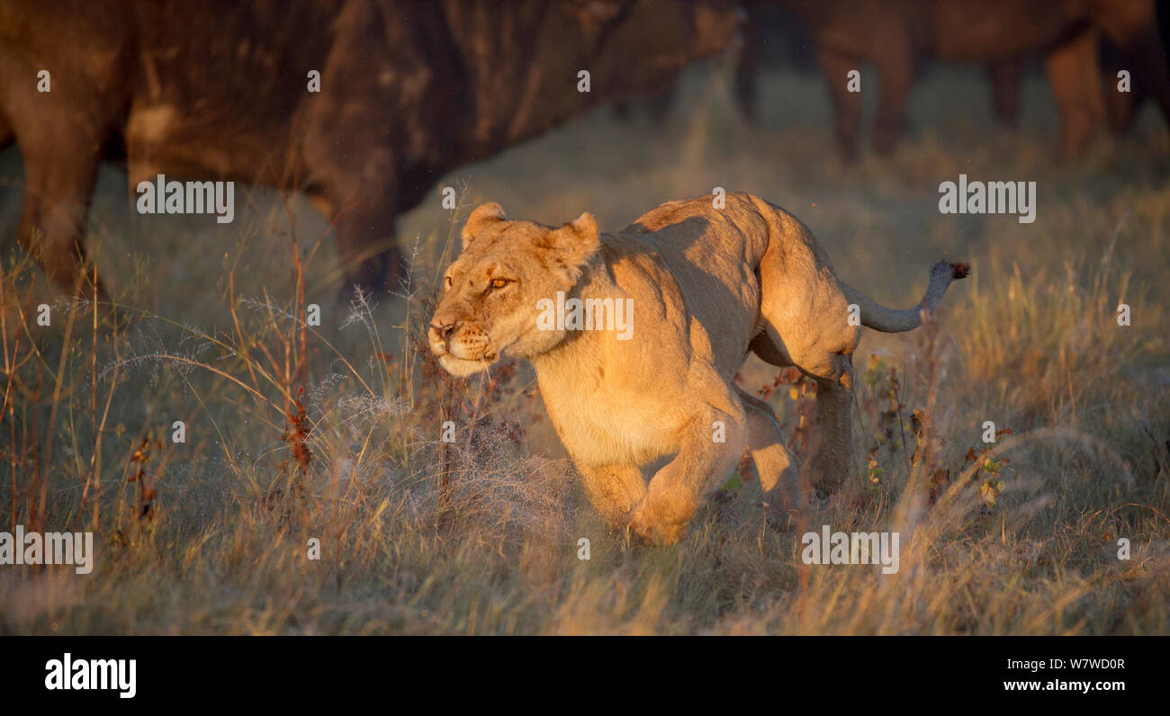 Afrikanische Löwin (Panthera leo) Jagen afrikanischer Büffel (Syncerus Caffer), Okavango Delta, Botswana. Stockfoto
