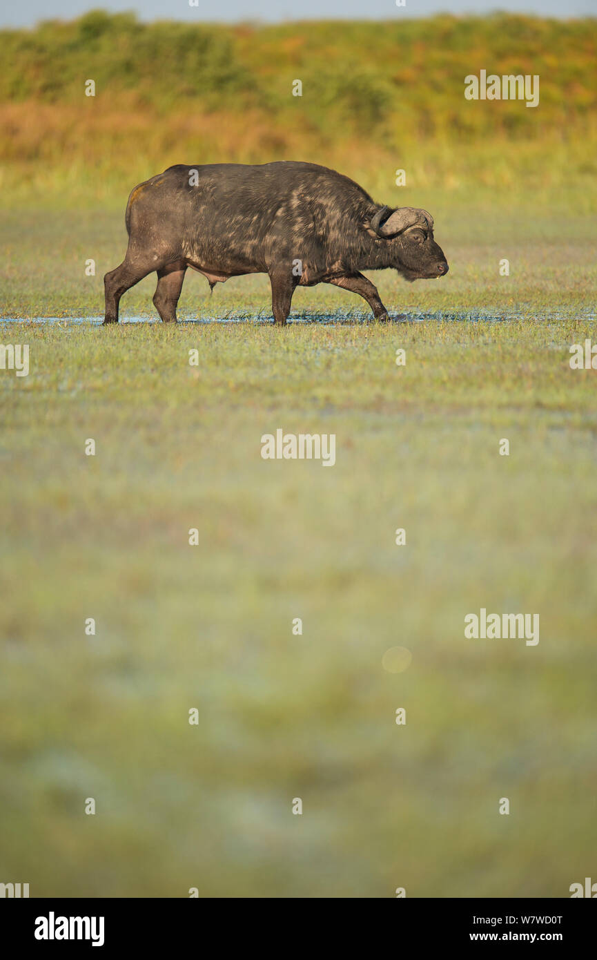Männliche afrikanischer Büffel (Syncerus Caffer), Okavango Delta, Botswana Stockfoto