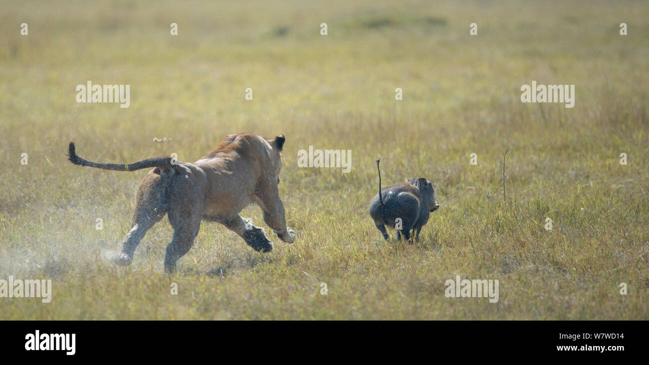 Afrikanische Löwin (Panthera leo) jagen einem Warzenschwein (Phacochoerus africanus), Okavango Delta, Botswana. Stockfoto