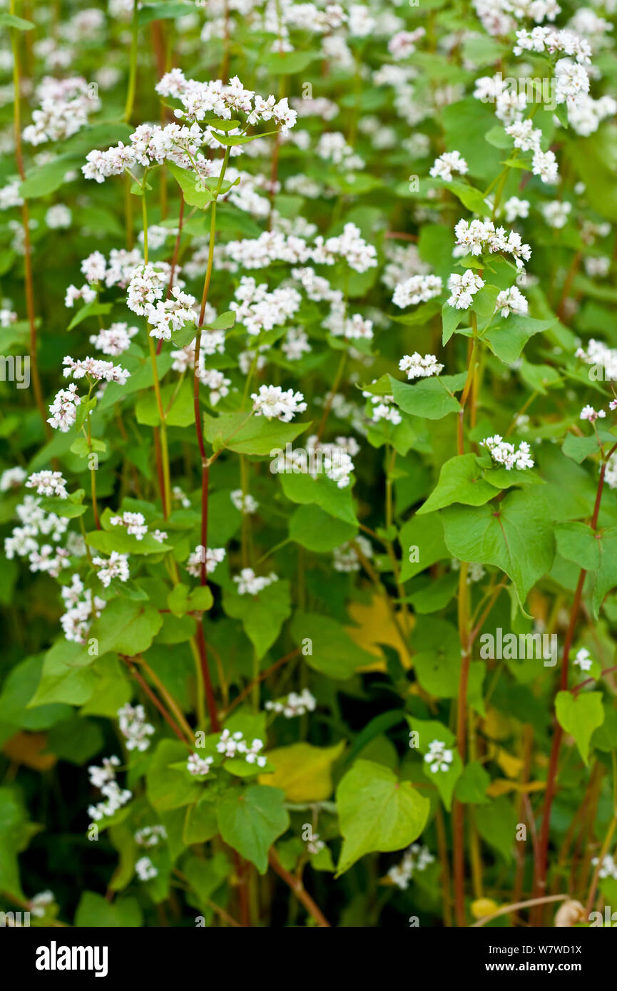 Buchweizen (Fagopyrum esculentum), blühende, Bayern, Deutschland, Juli Stockfoto