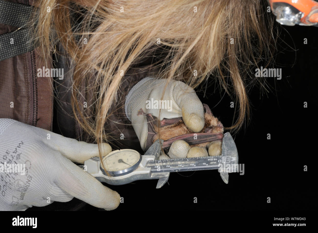 Bat Wissenschaftler, die Flügel Messungen aus einem größeren Hufeisennase (Rhinolophus ferrumequinum) mit Bremssätteln während der Winterruhe Umfrage in eine alte Badewanne aus Stein Mein, Wiltshire, UK, Februar. Model Released. Stockfoto