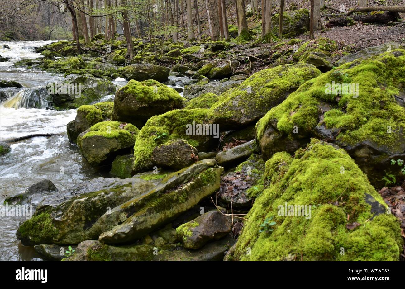 Moos bedeckt Felsen in diesem Frühjahr Bild Funktion vom Ufer des Mordes Creek in Akron NY Stockfoto