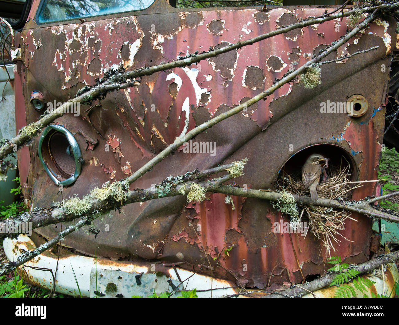 Rotdrossel (Turdus Iliacus) Ernährung Junge im Nest in alten Volkswagen Auto, Bastnas auto Friedhof, Schweden, Mai. Stockfoto