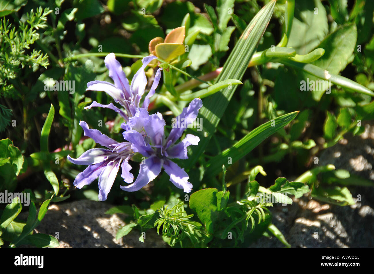 Iris (babiana Sp) in Blüte, Namaqualand Blumen, West Coast National Park, Western Cape, Südafrika, August. Stockfoto