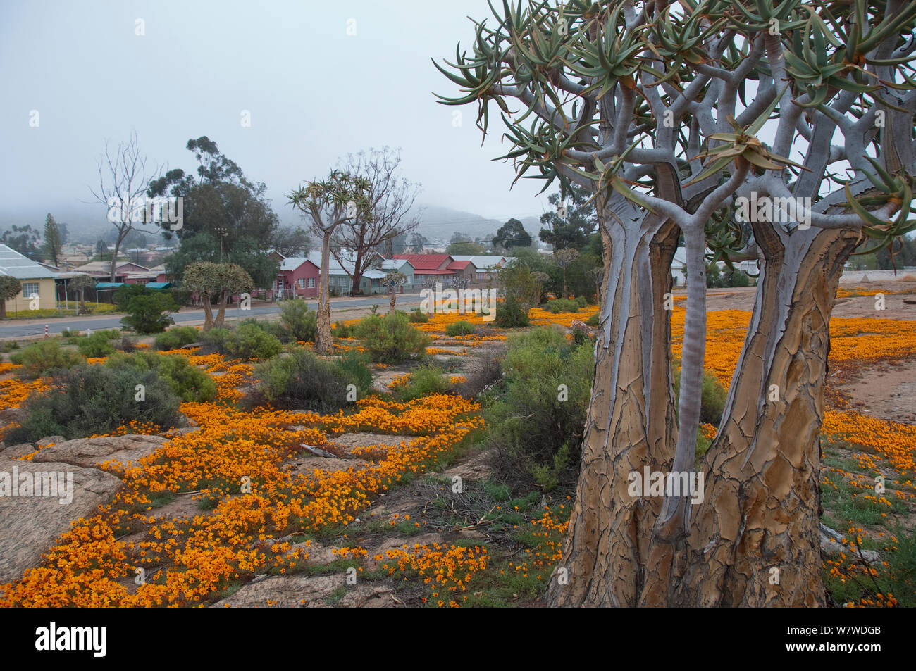 Köcherbäume (Aloe Dichotomo) und Namqualand gänseblümchen Blüte in der Nähe von Häusern, Namabeep, Namaqualand, Northern Cape, Südafrika, August 2011. Stockfoto