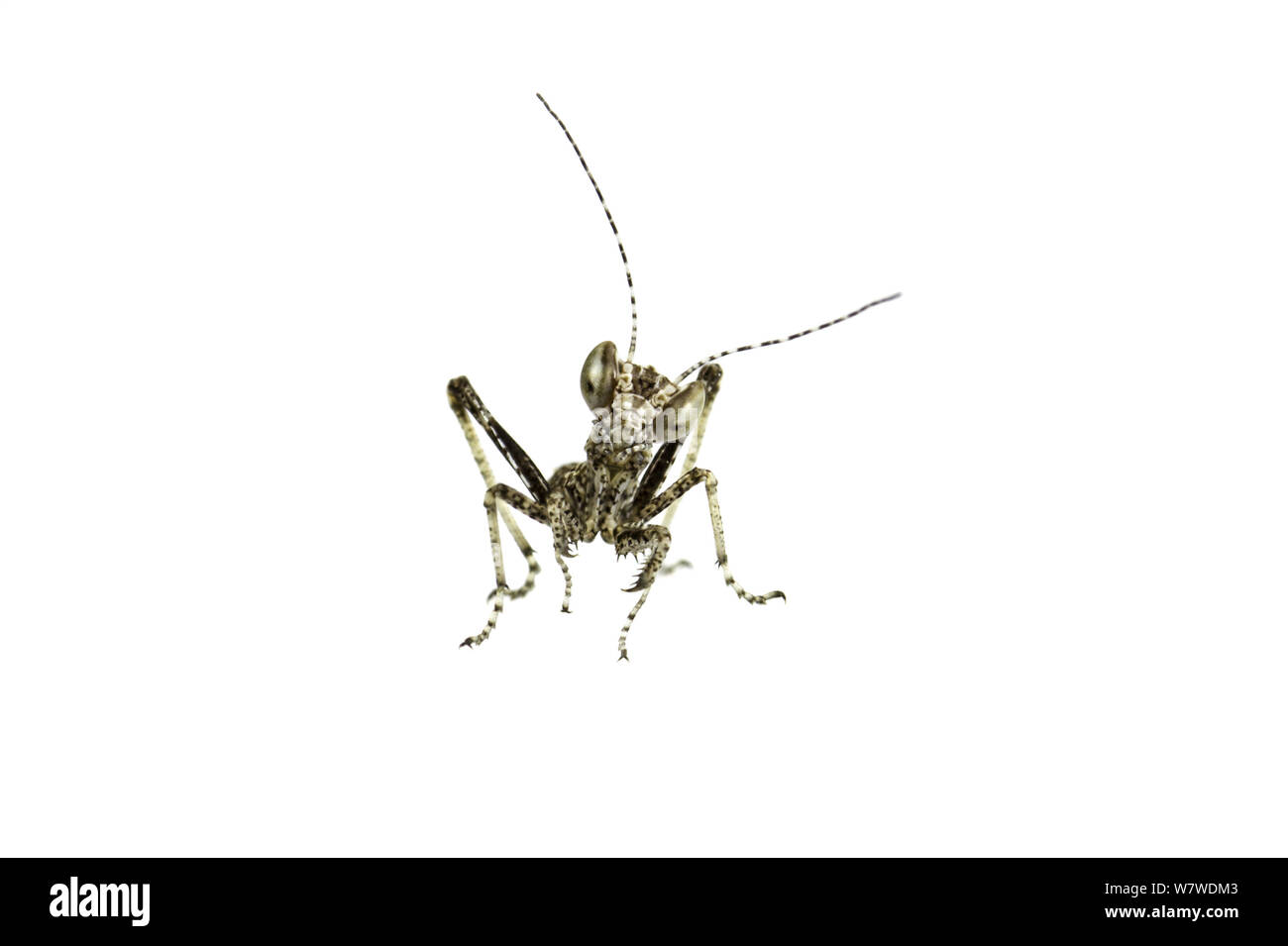 Wüste stick Mantis (Tarachodes sp.) Baby, 1 mm lang. Wüste Negev, Israel, Juli. Meetyourneighbors.net Projekt. Stockfoto
