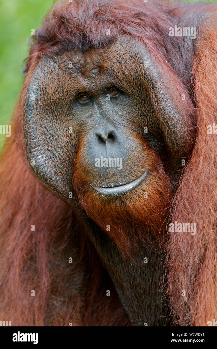 Bornesischen Orang-utan (Pongo pygmaeus), Stecker, Porträt, Tanjung Puting finden, Camp Leakey, Central Kalimantan, Borneo. Stockfoto