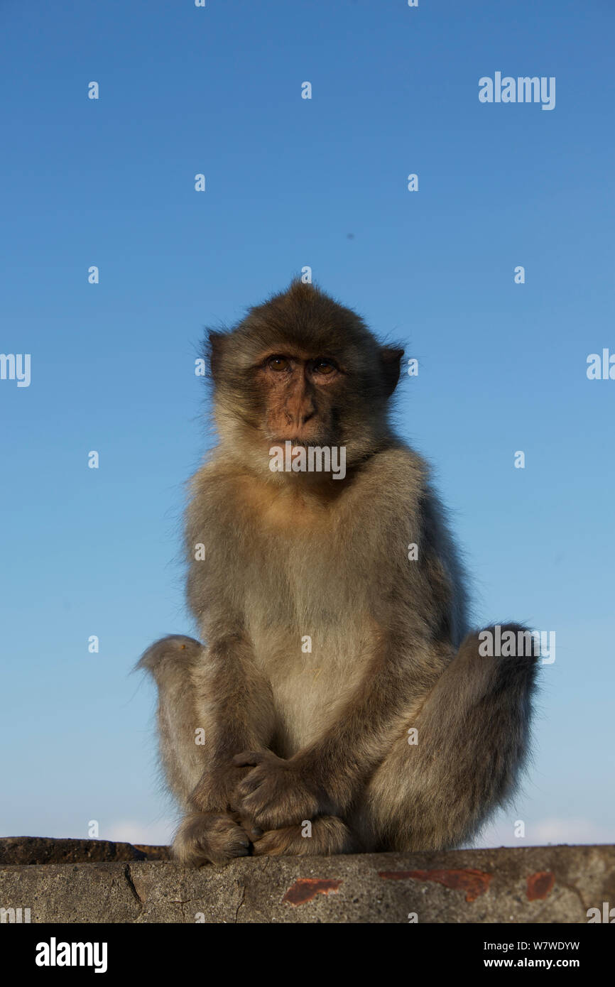 Barbary macaque (Macaca sylvanus), Upper Rock Bereich der Gibraltar, Gibraltar, Juni. Stockfoto