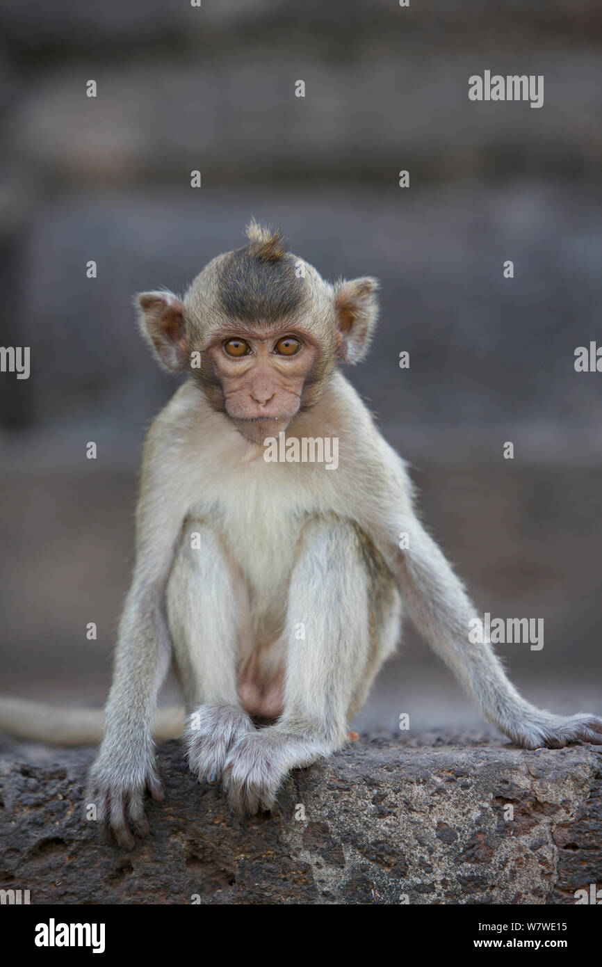 Kinder lange - bei Monkey Tempel Phra Prang Sam Yot, Lopburi, Thailand tailed Makaken (Macaca fascicularis). Stockfoto