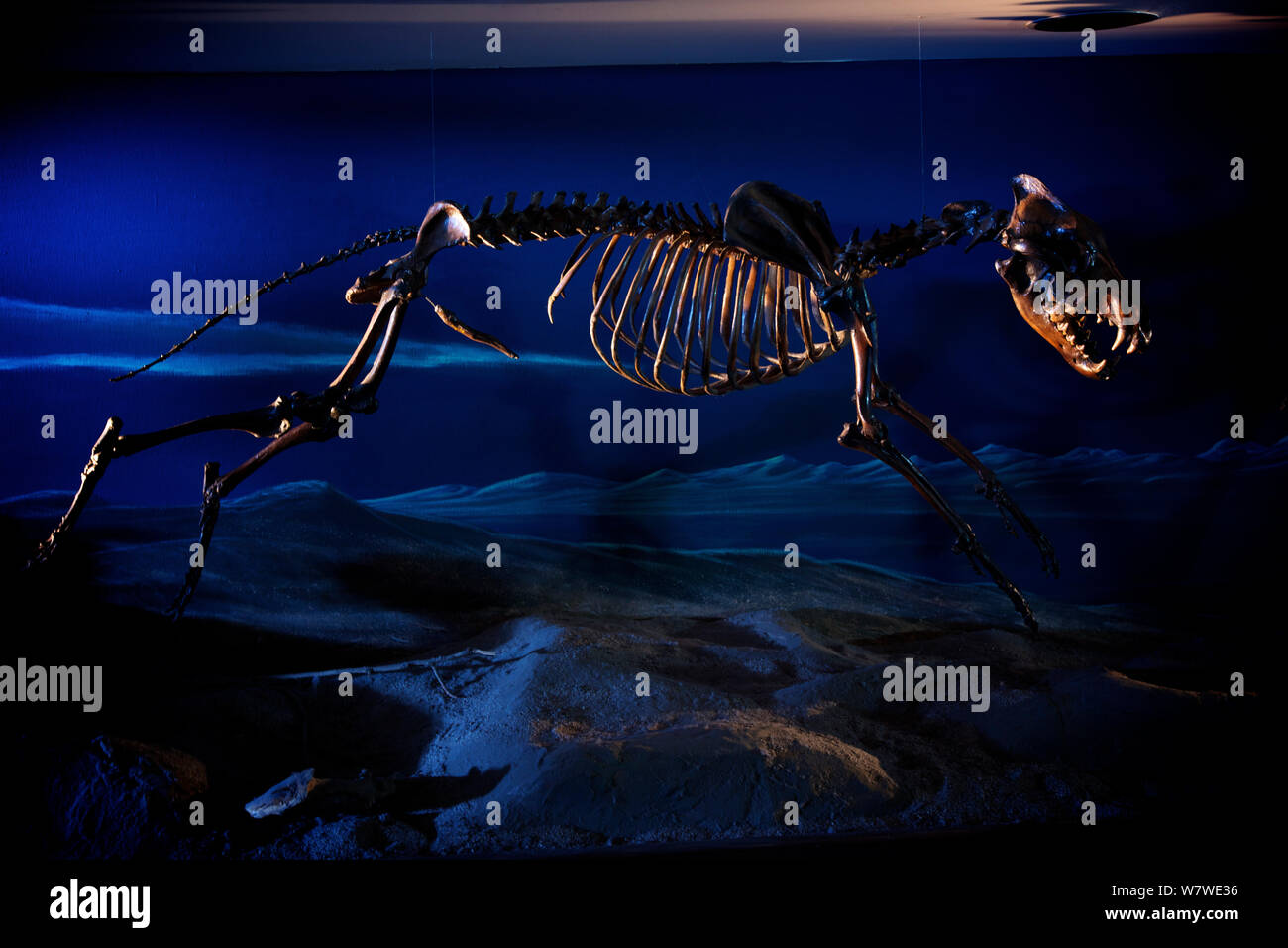 Ausgestorben Dire Wolf (Canis dirus) Skelett aus der Eiszeit, im La Brea Tar Pit Museum, LA, USA. Stockfoto