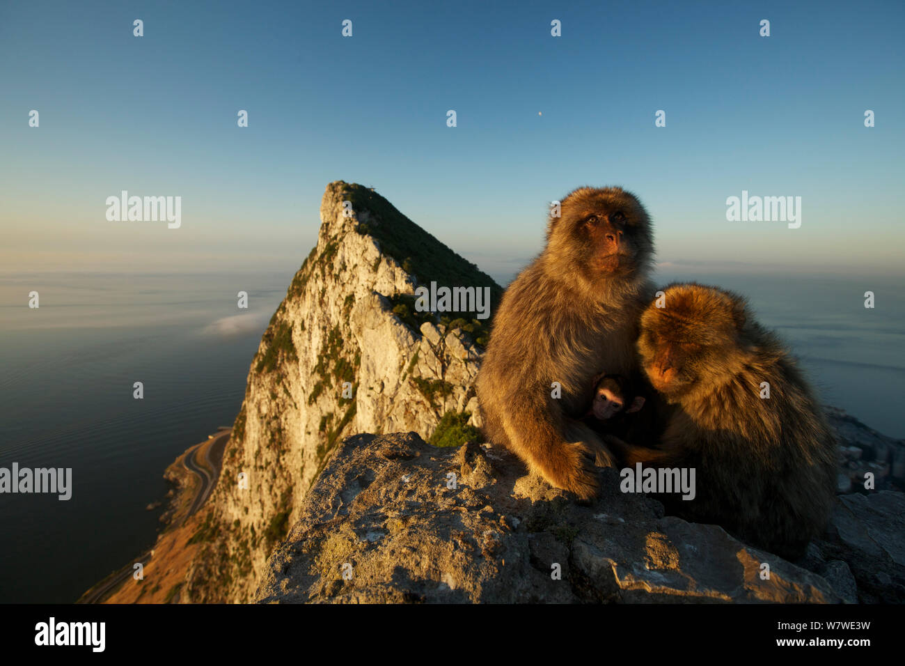 Barbary macaque (Macaca sylvanus) Männchen mit Baby, als Überbrückung verhalten Aggression zu verringern und die Form sozialer Bindungen, Upper Rock Bereich der Gibraltar Nature Reserve, Felsen von Gibraltar, Juni. Stockfoto