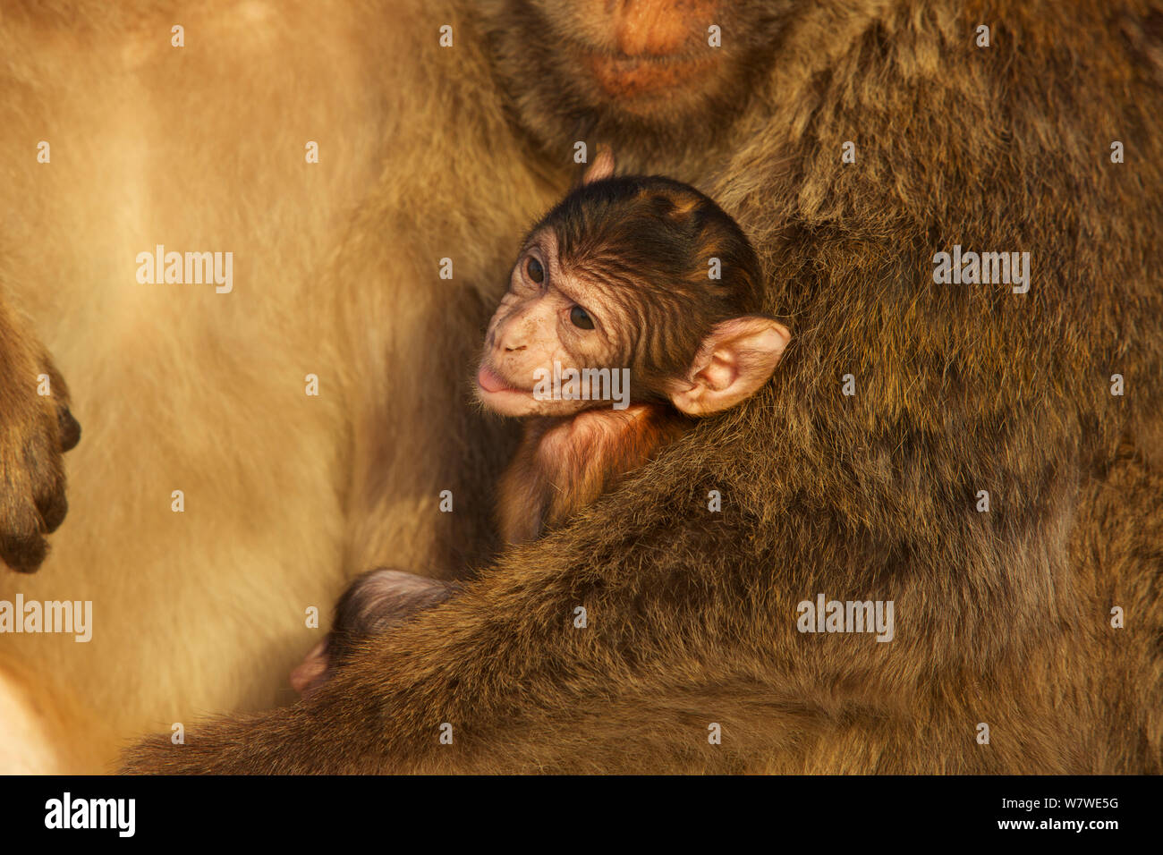 Barbary macaque (Macaca sylvanus) Männchen mit Baby, als Überbrückung verhalten Aggression zu verringern und die Form sozialer Bindungen, Upper Rock Bereich der Gibraltar Nature Reserve, Felsen von Gibraltar, Juni. Stockfoto