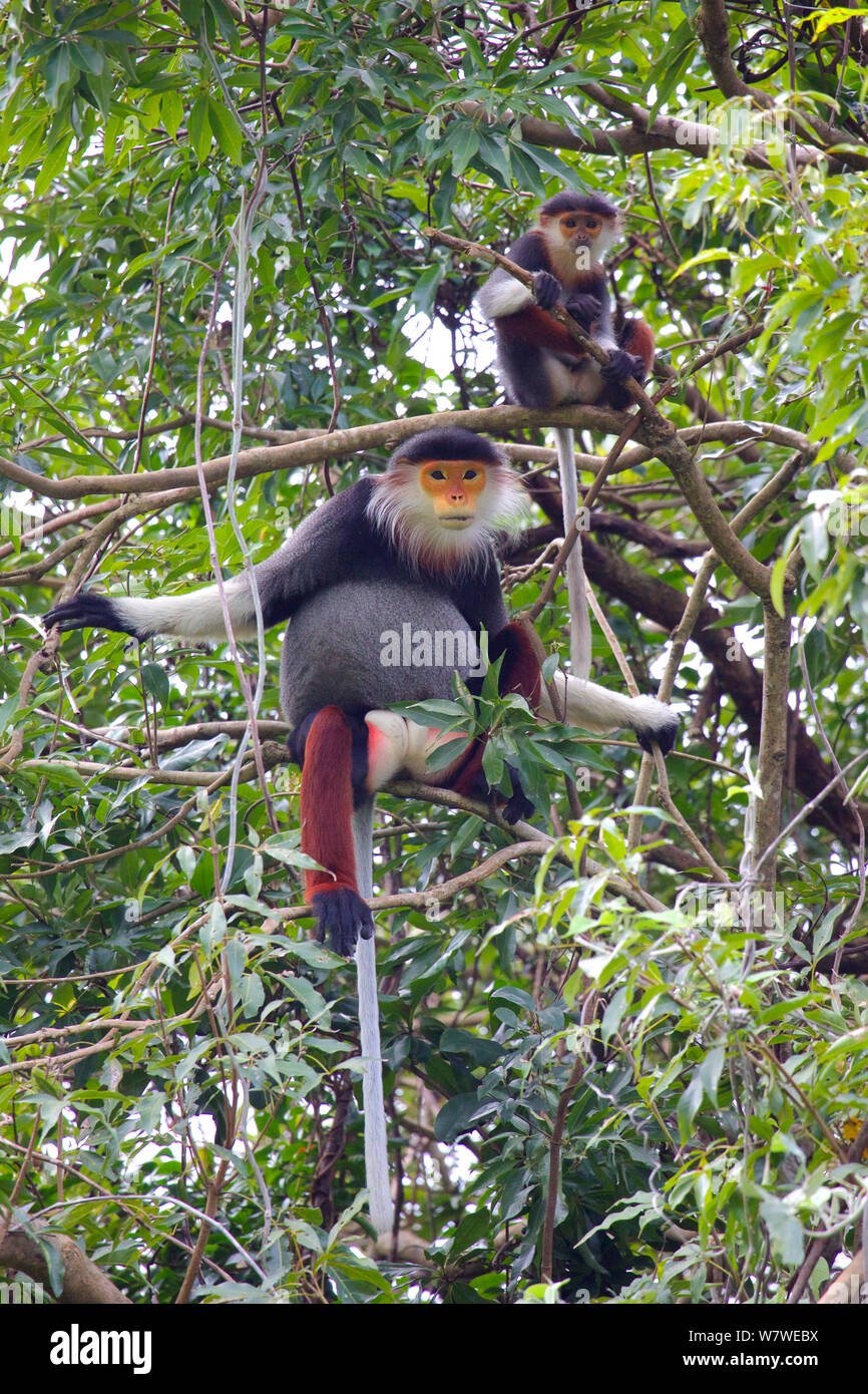 Rot-shanked Les Marines Langur Erwachsener und Kind (Pygathrix nemaeus) im Baum, Sontra Naturschutzgebiet, Vietnam. Stockfoto
