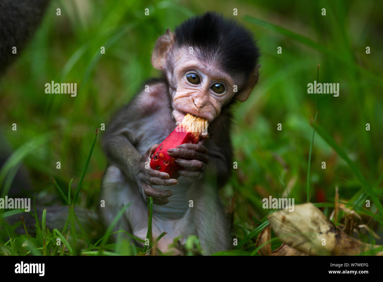 Long-tailed Makaken (Macaca fascicularis) Babys im Alter von 2-4 Wochen versuchen zu fressen die Früchte einer Schraube Kiefer (Pandanus Odoratissimus). Bako Nationalpark, Sarawak, Borneo, Malaysia. Stockfoto