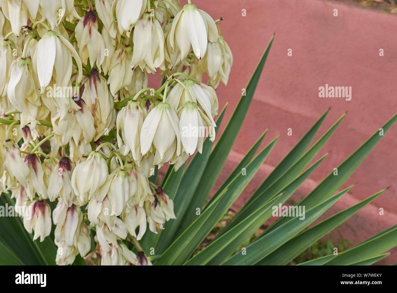 Yucca frucht Fotos und Bildmaterial in hoher Auflösung Seite 2 Alamy