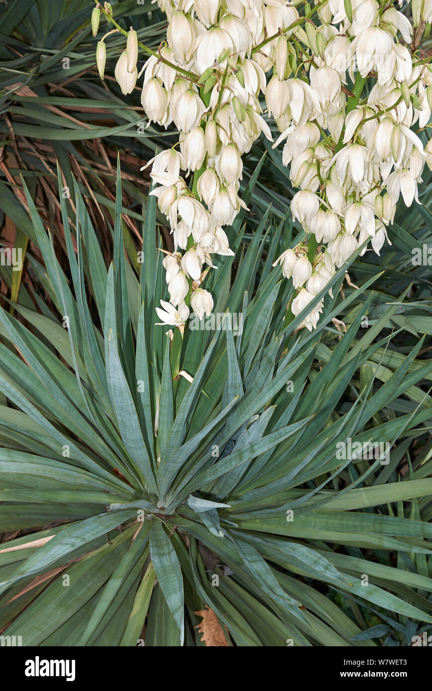 Yucca frucht Fotos und Bildmaterial in hoher Auflösung Seite 2 Alamy
