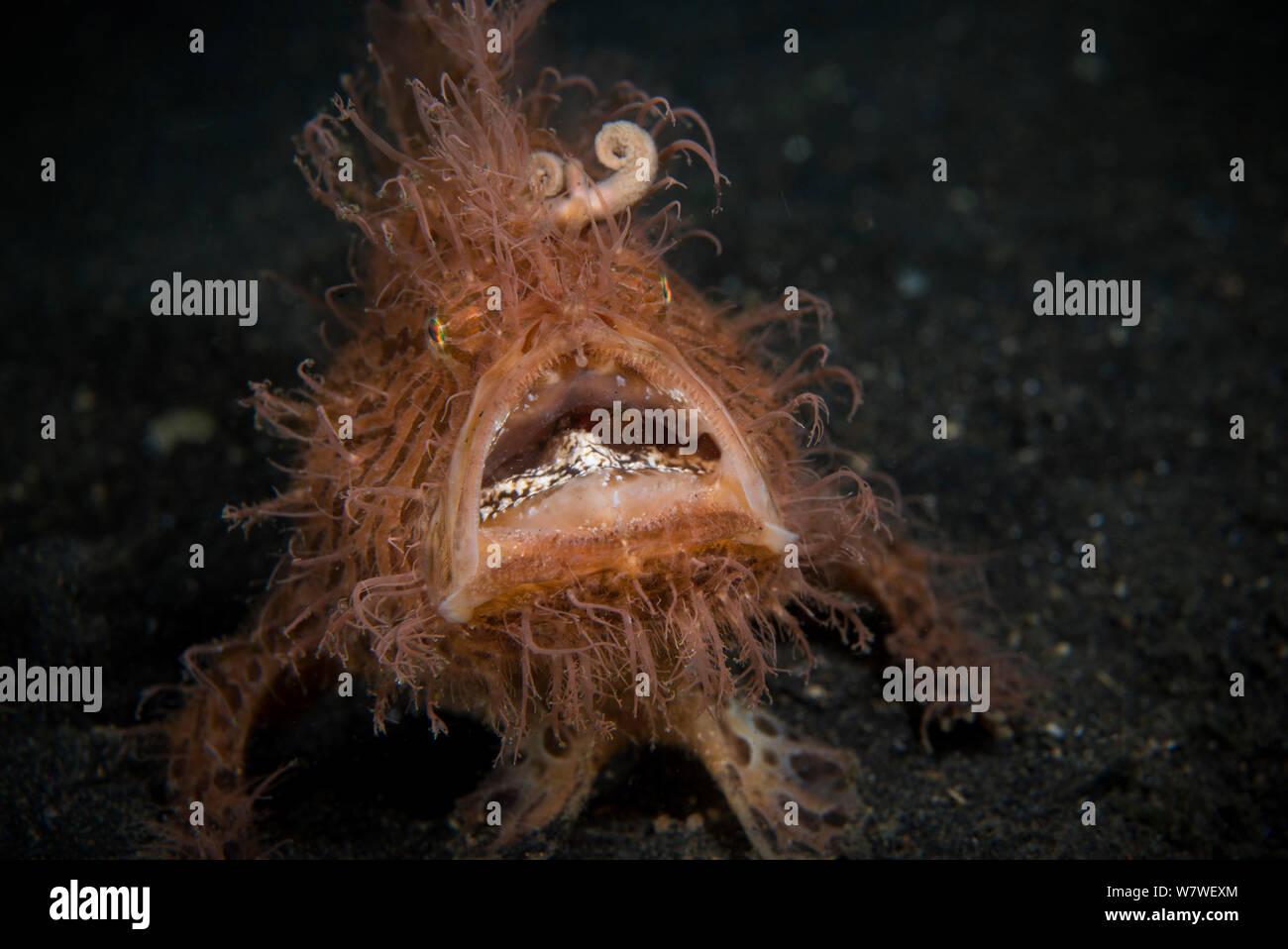 Haariger Anglerfisch (Antennarius striatus) Porträt, Lembeh Strait, Sulawesi, Indonesien. Stockfoto