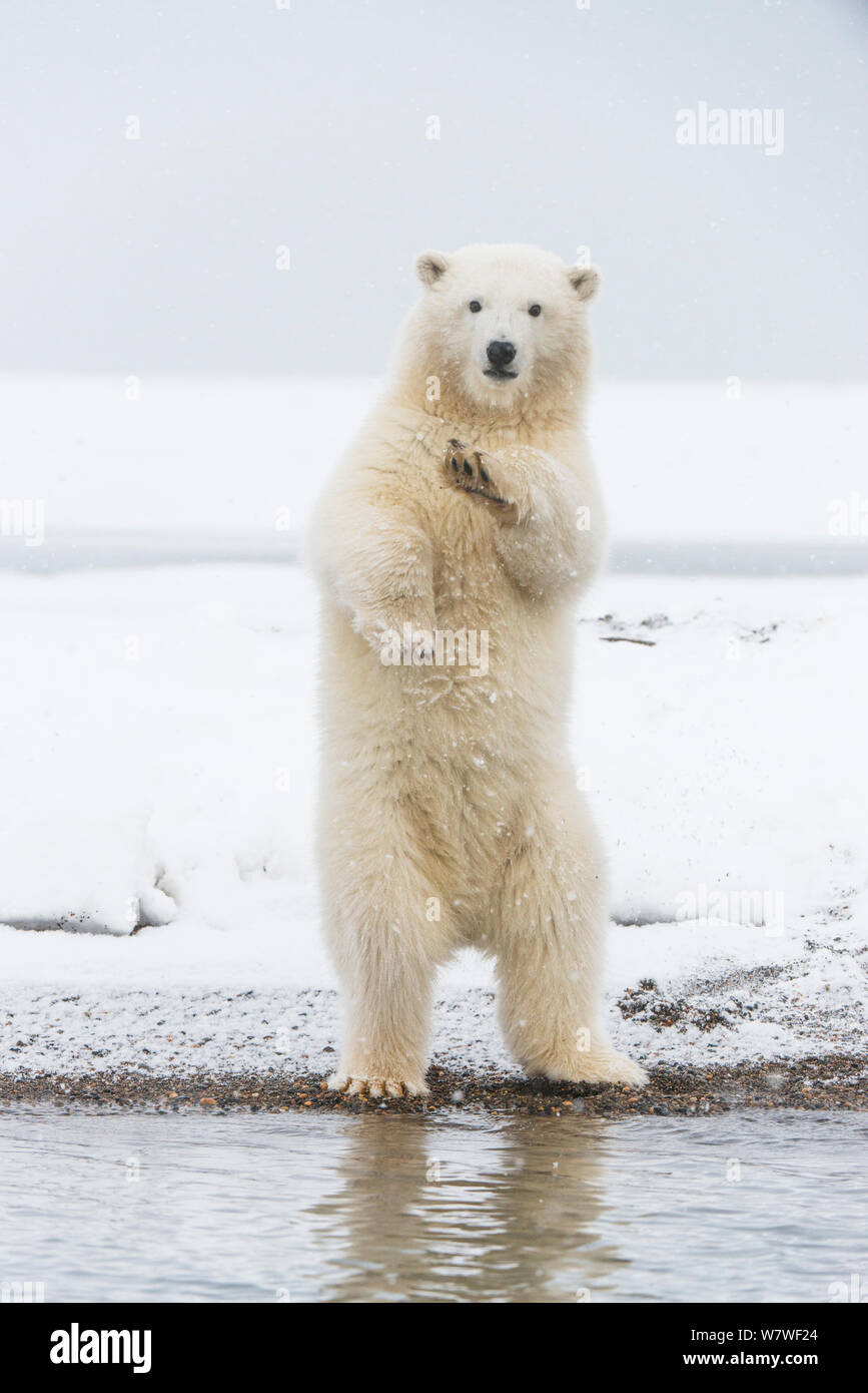 Eisbär (Ursus maritimus) Cub stehen und Balancing selbst, um eine bessere Sicht zu erhalten, zusammen Bernard Spit, eine Sperre Insel aus der Arktischen Küste im Herbst, Nordhang, Alaska, September Stockfoto