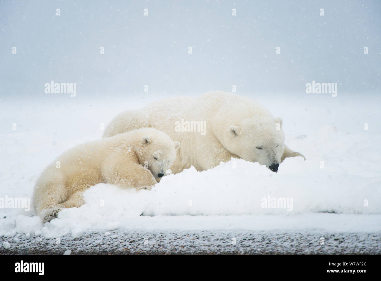 Eisbär (Ursus maritimus) Leistungsbeschreibung mit Spring cub rest Miteinander auf einer vorgelagerten Insel im Herbst freeze, Bernard Spit, Nordhang, arktischen Küste von Alaska, September Stockfoto
