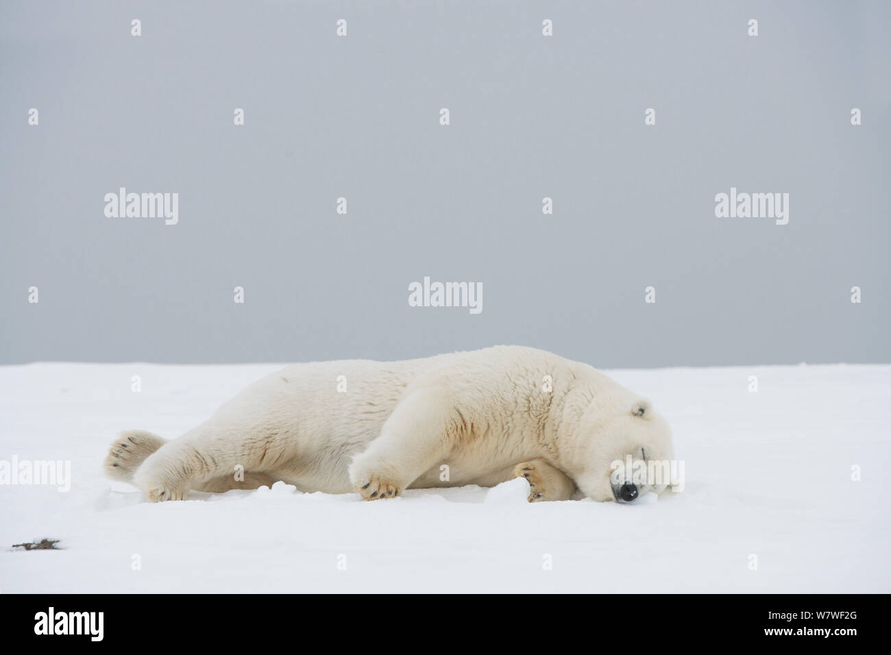 Eisbär (Ursus maritimus) Säen, die auf einer vorgelagerten Insel im Herbst freeze, Bernard Spit, Nordhang, arktischen Küste von Alaska, September Stockfoto