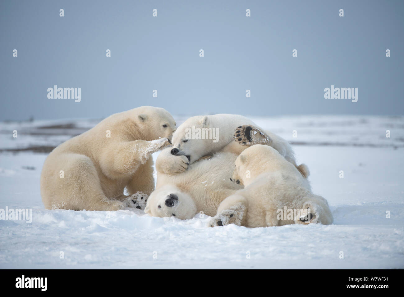 Eisbär (Ursus maritimus) Drei junge Bären miteinander spielen auf dem neu gebildeten Packeis im Herbst freeze, entlang der östlichen arktischen Küste von Alaska, Beaufort Sea, September Stockfoto