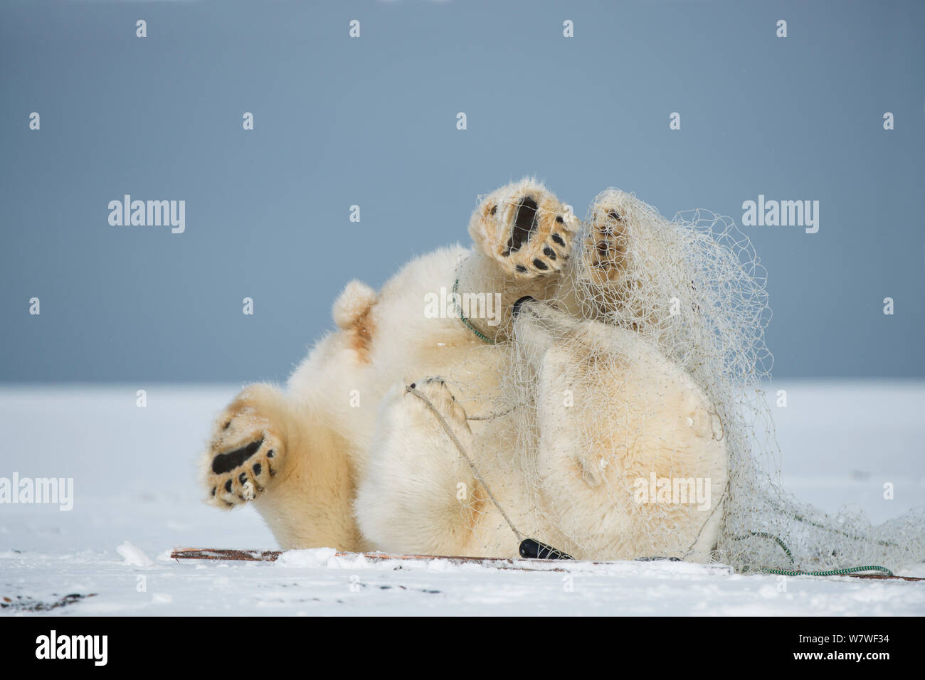Eisbär (Ursus maritimus) subadult Spielen mit einem Fischernetz hinter von aufenthaltskosten Fischer links, entlang der arktischen Küste im Herbst, Nordhang, Alaska, September Stockfoto