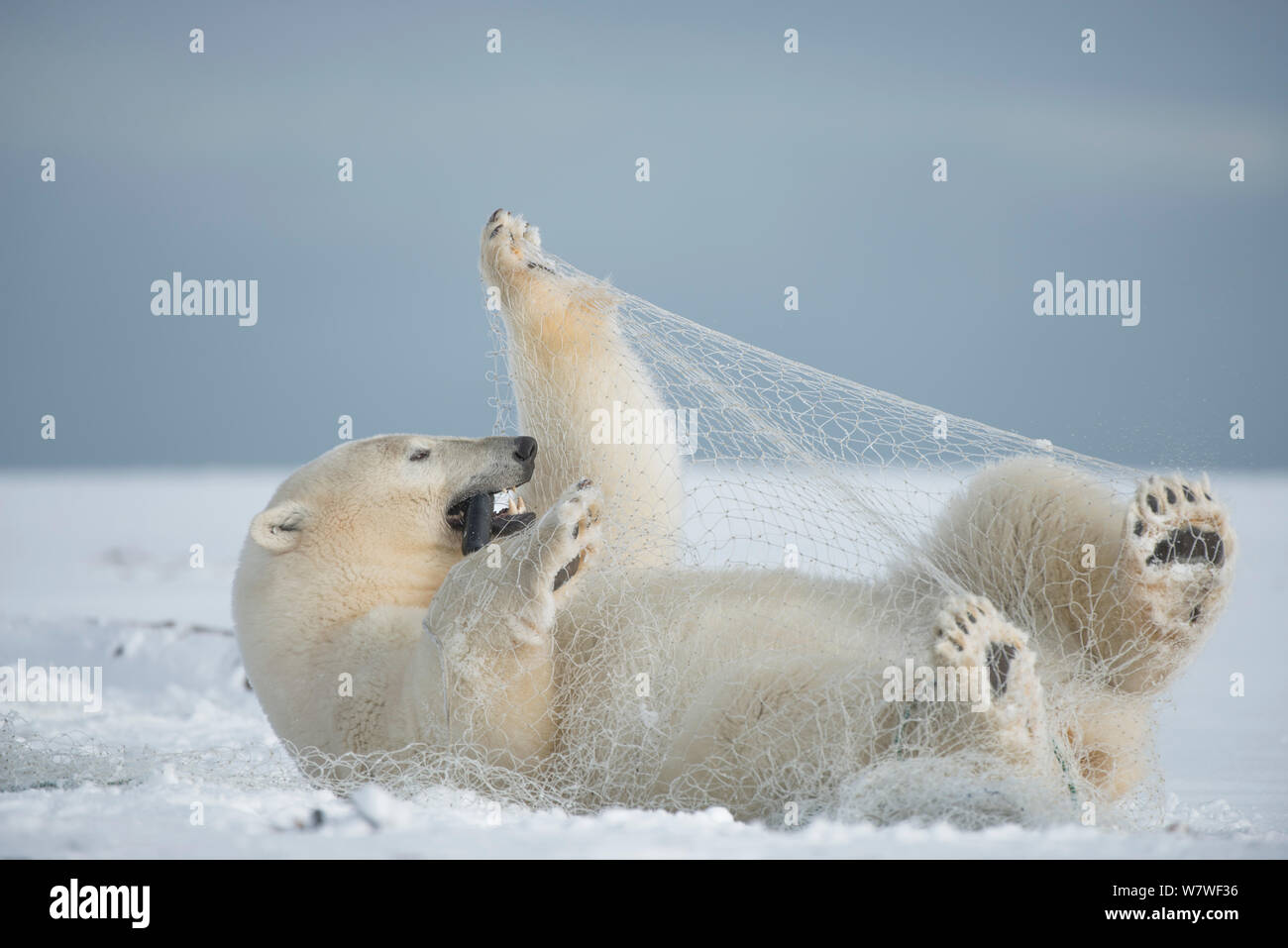 Eisbär (Ursus maritimus) subadult Spielen mit einem Fischernetz hinter von aufenthaltskosten Fischer links, entlang der arktischen Küste im Herbst, Nordhang, Alaska, September Stockfoto
