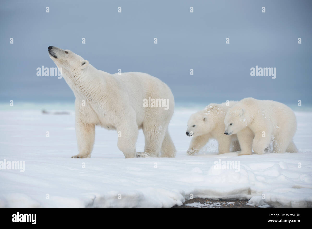 Eisbär (Ursus maritimus) Leistungsbeschreibung mit ein paar jungen Spaziergang auf einer vorgelagerten Insel im Herbst freeze, Bernard Spit, Nordhang, arktischen Küste von Alaska, September Stockfoto